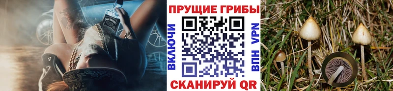 Галлюциногенные грибы Psilocybine cubensis  Новосибирск 